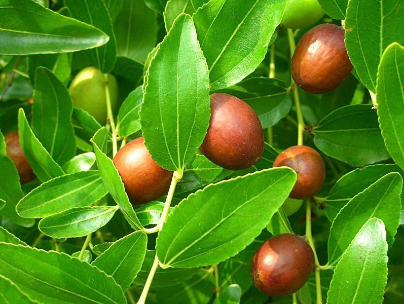 Ziziphus jujuba / Giuggiolo comune